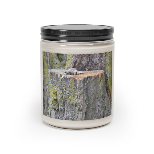 Tree Stump Scented Candle, 9oz