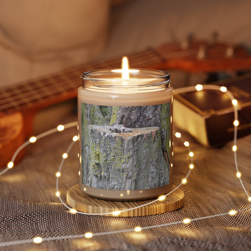 Tree Stump Scented Candle, 9oz
